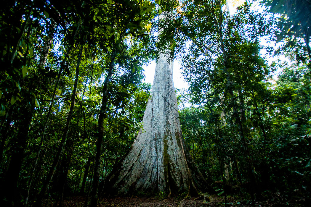 Florestas de MT movimentaram R$ 1,6 bilhão em 2024