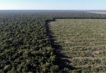 STF suspende todos os processos do país sobre Moratória da Soja