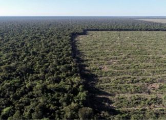 STF suspende todos os processos do país sobre Moratória da Soja