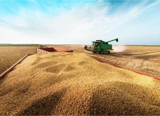 IBGE estima safra de grãos recorde em 2026: 354,5 milhões de toneladas
