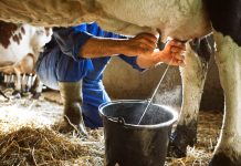 Melhoramento genético moderniza rebanho leiteiro na agricultura familiar