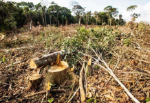 Fim da Moratória da Soja pode ampliar desmatamento da Amazônia