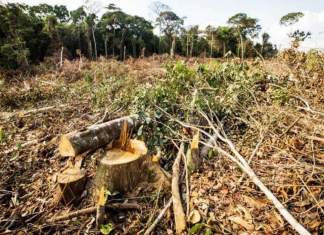 Fim da Moratória da Soja pode ampliar desmatamento da Amazônia