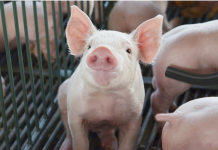 Exportações de carne suína fecham 2025 com crescimento de 11,6%