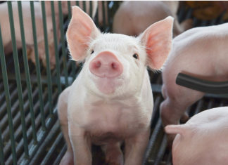 Exportações de carne suína fecham 2025 com crescimento de 11,6%