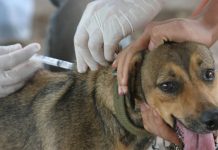 Sinop retoma vacinação antirrábica no Centro de Endemias nesta quinta-feira (5)