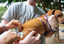 Sinop encerra vacinação antirrábica de 2025 neste sábado (13)