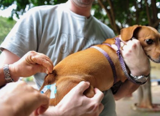 Sinop encerra vacinação antirrábica de 2025 neste sábado (13)