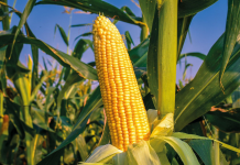 Plantio de milho safrinha chega em 12% com colheita de verão indo para 8,6%