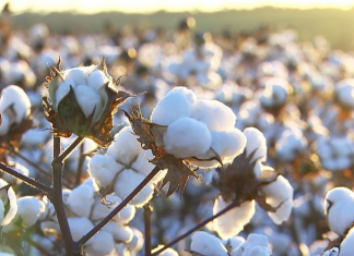 Chuvas intensas em Mato Grosso atrasam plantio e elevam riscos à produtividade do algodão