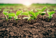 Com mais ritmo no Centro-Oeste, plantio de soja vai a 24% no Brasil