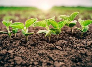 Plantio de soja do Brasil chega a 71%; chuvas seguem irregulares