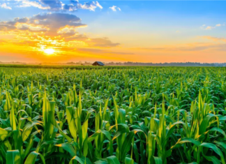La Niña acende alerta para a safrinha do milho e início irregular do ciclo da soja