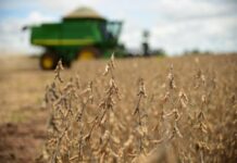 Primeiros registros da colheita 25/26 de soja do Brasil chegam com boas perspectivas