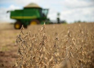 Se MT fosse um país seria o terceiro maior produtor mundial de soja