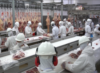 Mato Grosso amplia abate de bovinos em 43% desde 2006