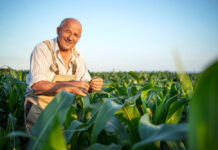 Plantio da segunda safra de milho chega a 0,8% no Brasil