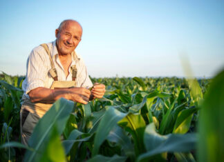 Plantio da segunda safra de milho chega a 0,8% no Brasil
