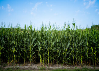 Plantio da safrinha de milho chega a 50% no Centro-Sul