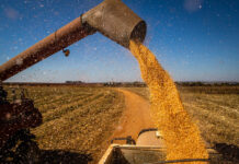 Imea indica retração na demanda por milho e queda dos preços no Mato Grosso