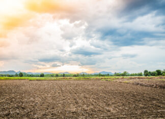 Plantio da soja no Brasil alcança 0,7% da área