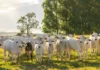 Indea inicia campanha de declaração de rebanhos neste domingo (1º) em MT