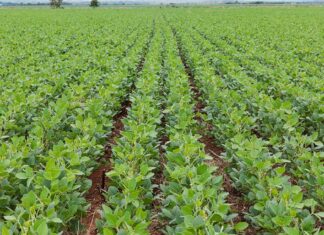 Juiz federal mantém moratória da soja em vigor