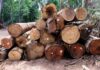 Período proibitivo de exploração florestal sustentável terminou nesta quarta-feira (1)