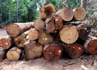 Período proibitivo de exploração florestal sustentável terminou nesta quarta-feira (1)