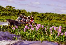 Maioria dos turistas estrangeiros que visitaram MT são americanos e franceses