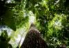 Amazônia registra menor nível de desmatamento em 41 anos
