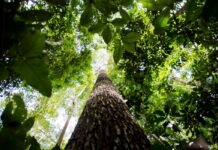Amazônia registra menor nível de desmatamento em 41 anos