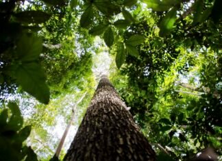 Amazônia registra menor nível de desmatamento em 41 anos