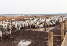 Mato Grosso amplia volume de bois confinados em 2025 mesmo com menos produtores