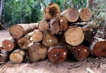 Exploração de madeira em Mato Grosso está proibida até 1º de abril