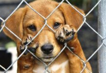 Nova feirinha de adoção de pets será sábado (11) em Sorriso