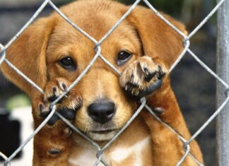 Nova feirinha de adoção de pets será sábado (11) em Sorriso