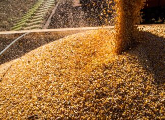 Custeio do milho 26/27 deverá ser 7% mais caro do que o 25/26 no Mato Grosso