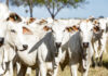 União Europeia oficializa veto à carne brasileira a partir de setembro