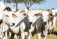 União Europeia oficializa veto à carne brasileira a partir de setembro