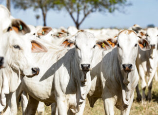 União Europeia oficializa veto à carne brasileira a partir de setembro