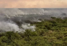 Área queimada no Brasil fica 31% abaixo da média histórica em 2025