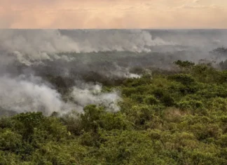 Área queimada no Brasil fica 31% abaixo da média histórica em 2025