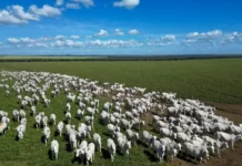Atividade econômica brasileira cresce 2,5% em 2025