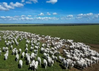 Atividade econômica brasileira cresce 2,5% em 2025