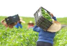 Sinop passa a oferecer inscrição no Cadastro Nacional da Agricultura Familiar (CAF)