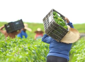 Sinop passa a oferecer inscrição no Cadastro Nacional da Agricultura Familiar (CAF)