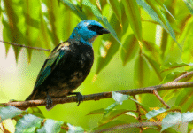 Observação de aves ganha espaço e movimenta turismo em Sorriso