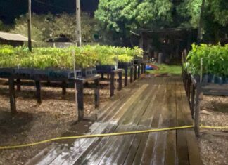 Viveiro de mudas fortalece ensino técnico e impulsiona revitalização da Bacia do Rio Lira, em Sorriso