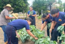 Alunos aprendem técnicas de plantio e manutenção de canteiros de hortaliças e plantas medicinais